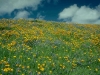 FLOWERS_JPG