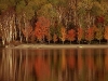 FOLIAGE_JPG